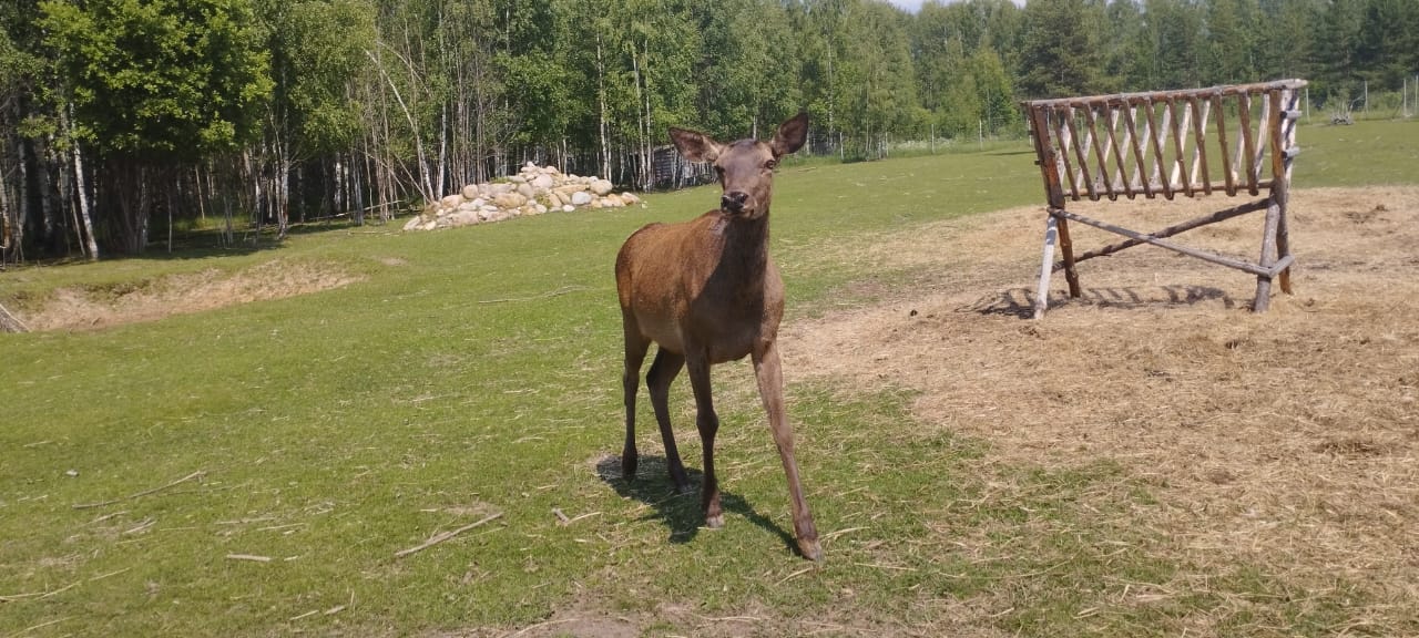 Фото Оленья ферма СудимирЪ