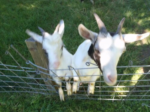 Гостиница Russbachbauer в Верхней Австрии