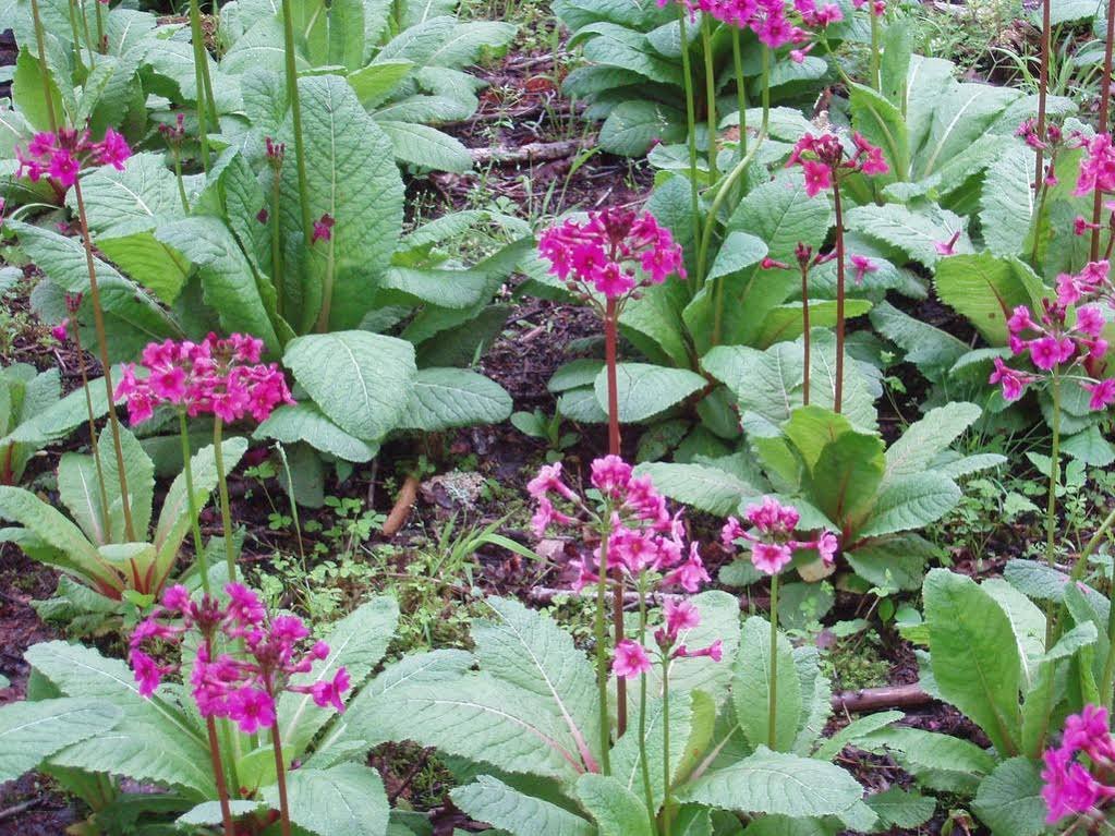 Фото Oku-Nikko Hotel Shikisai