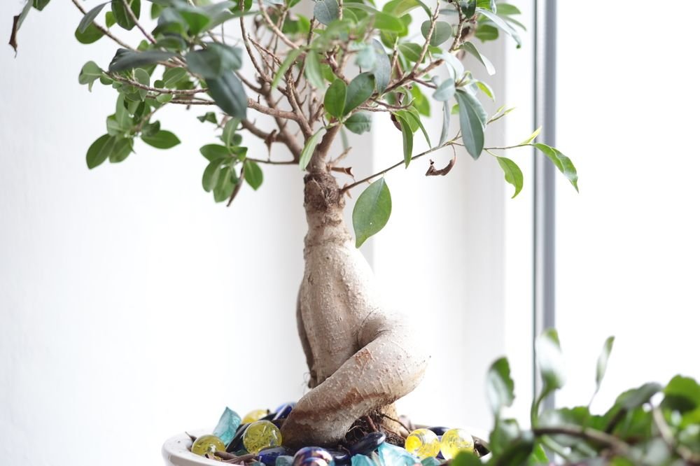 Фото Notte Stellata e Benessere