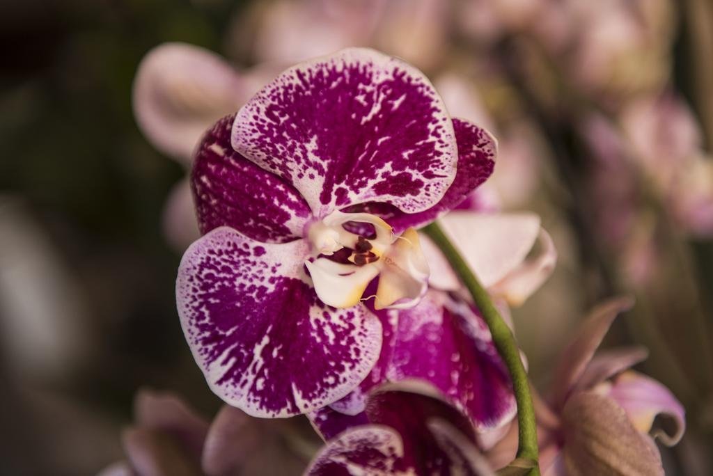 Фото B&b La Terrazza Sul Campo