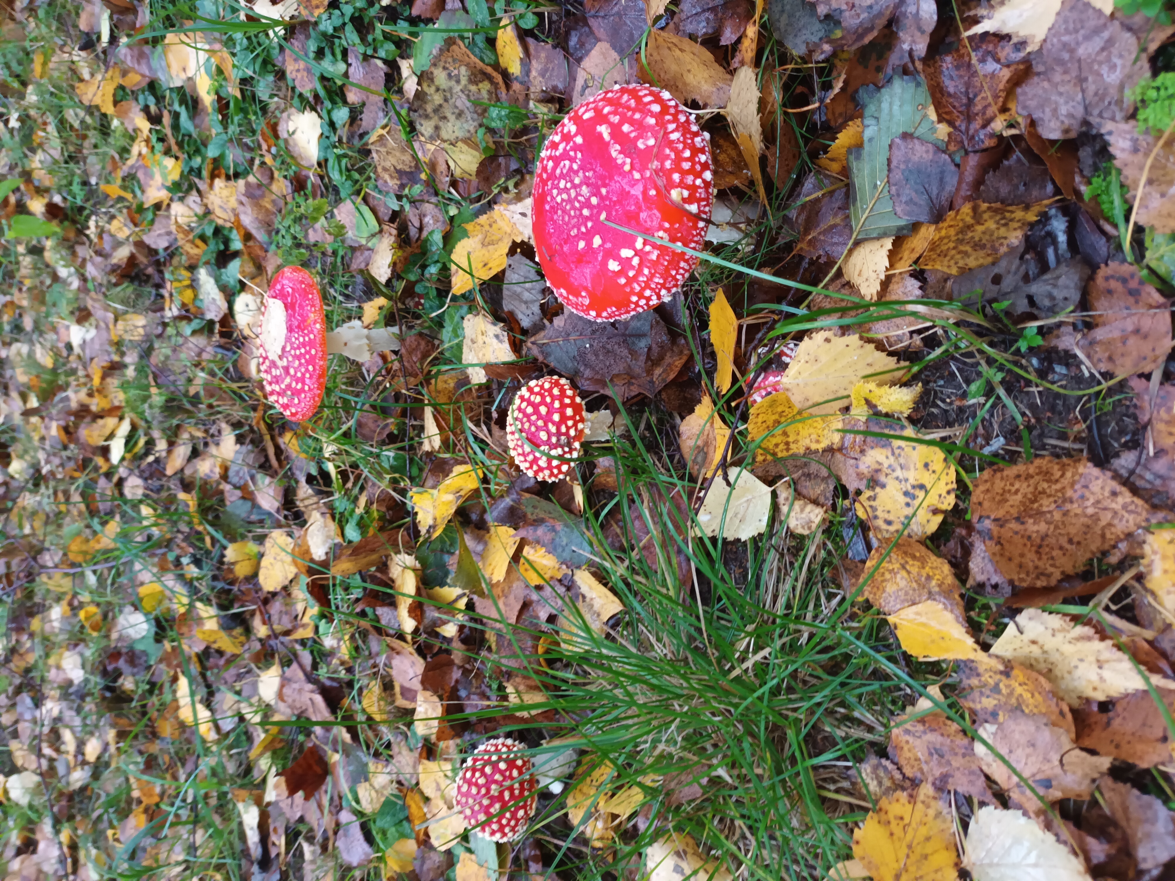 Фото Большая Волга
