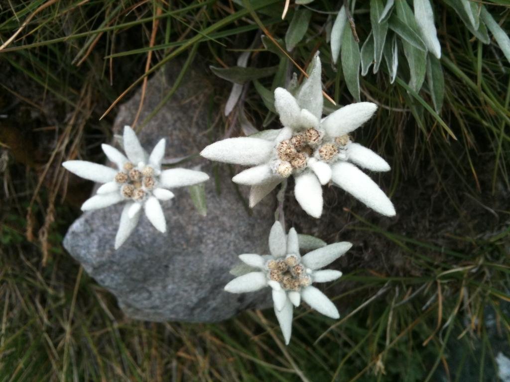 Фото Croux Hotel