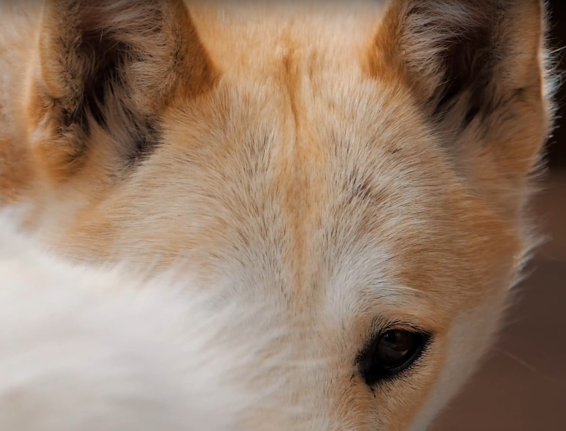 Фото Камчатка Форест Лодж