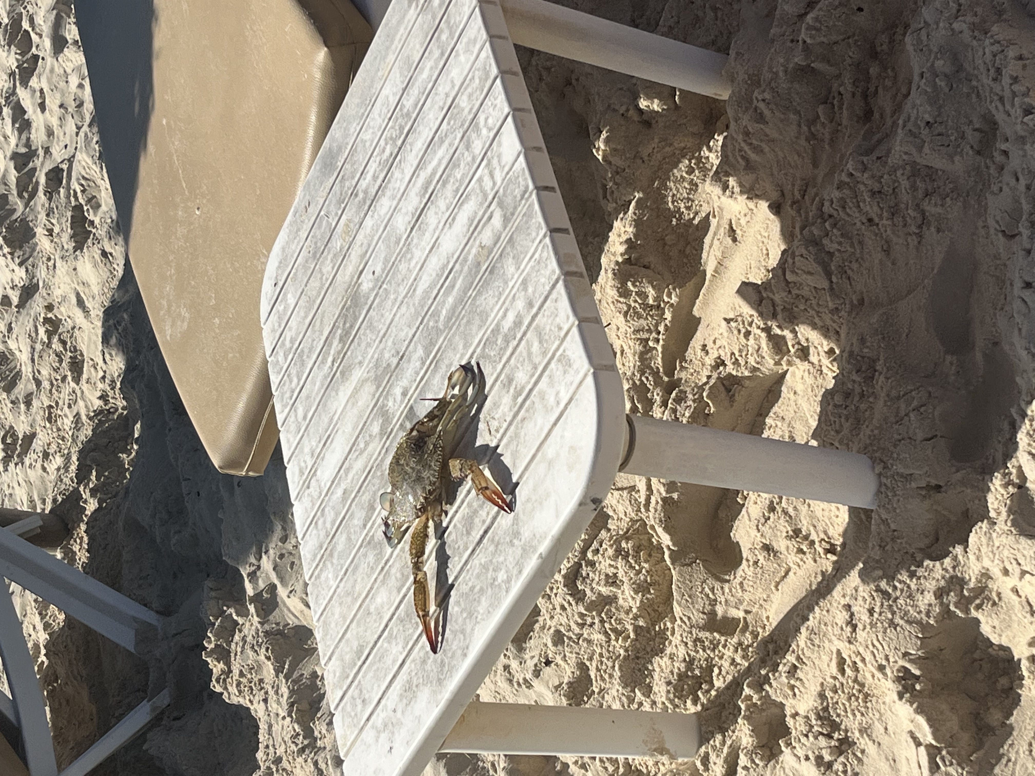 Фото Marhaba Beach