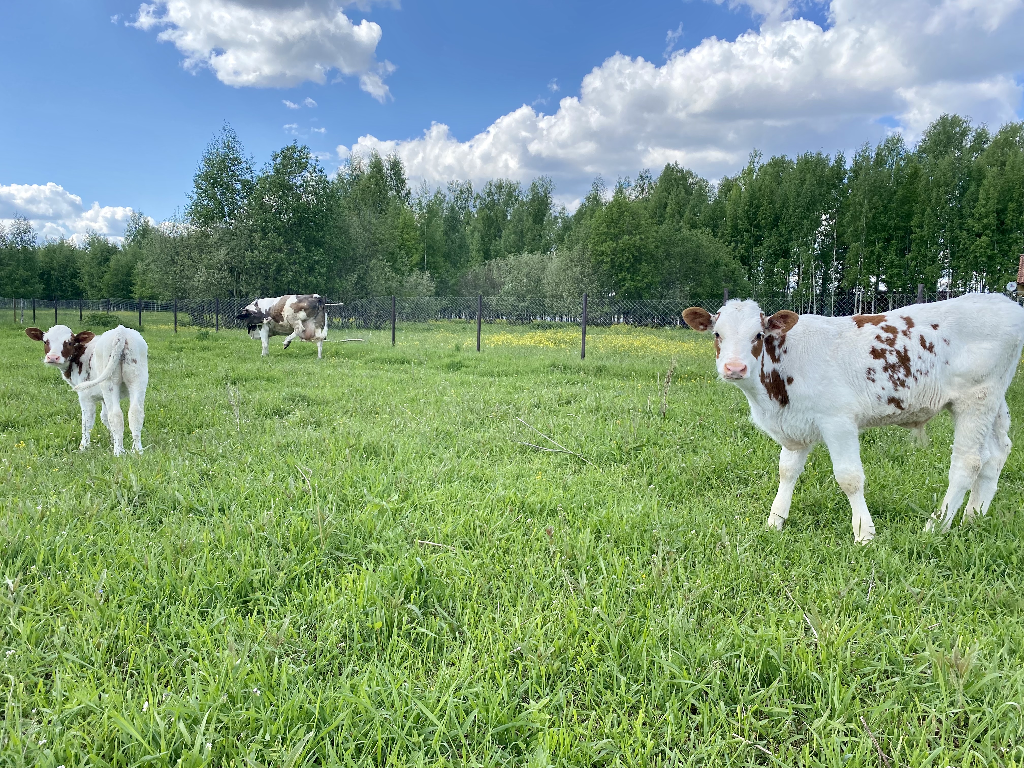 Фото Просторы Селигера