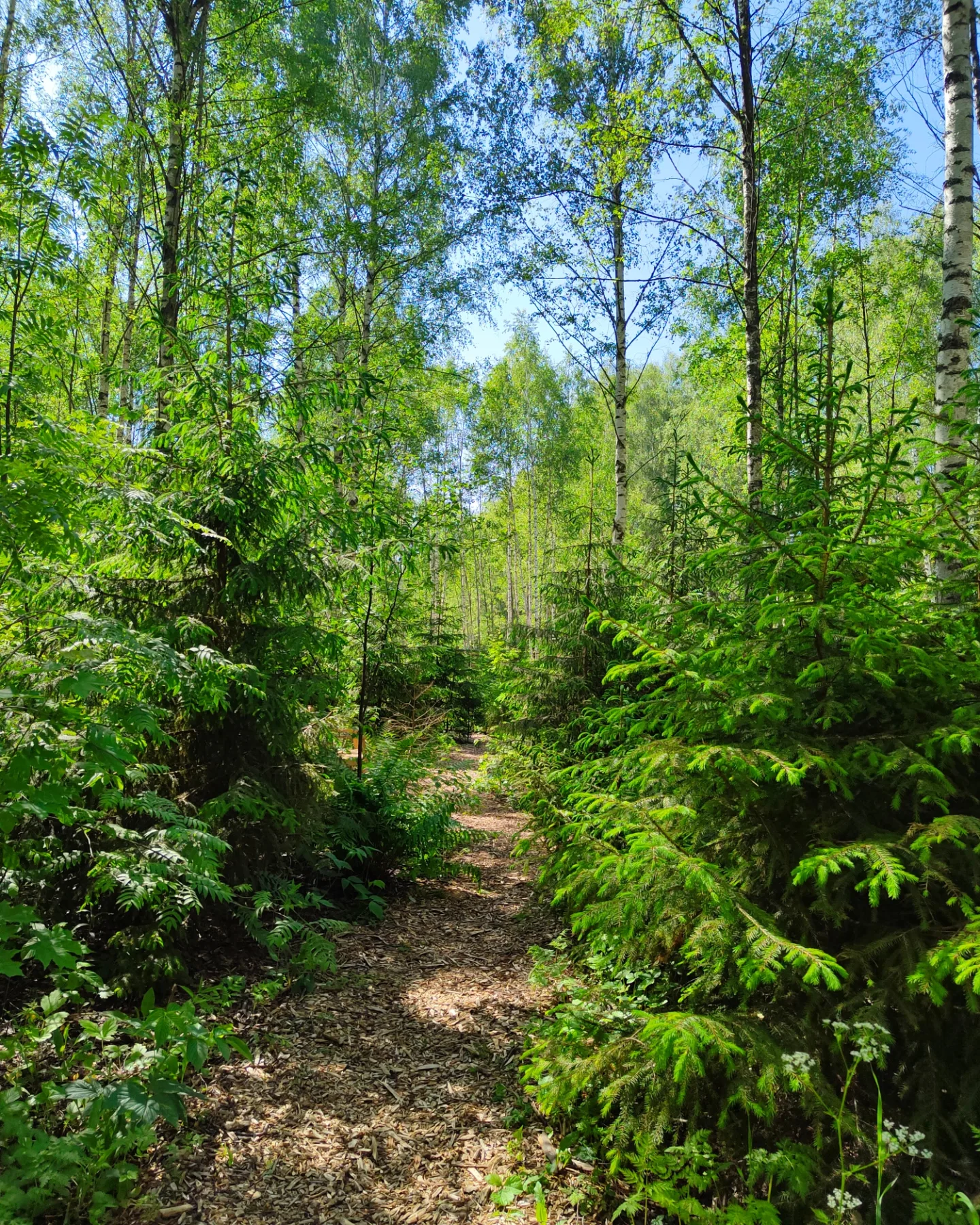 Фото Глэмпинг След Лося