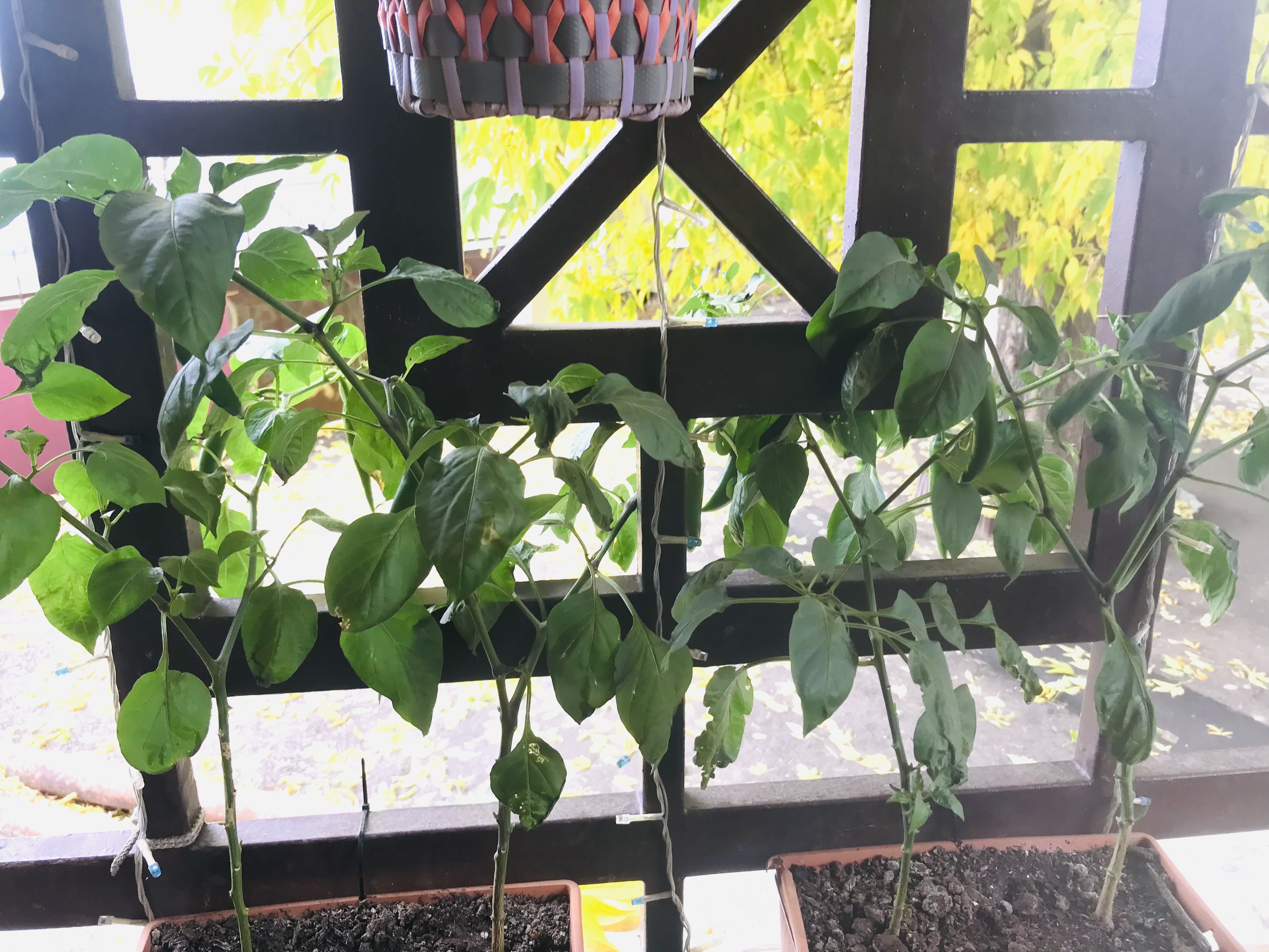 Фото В тапочках