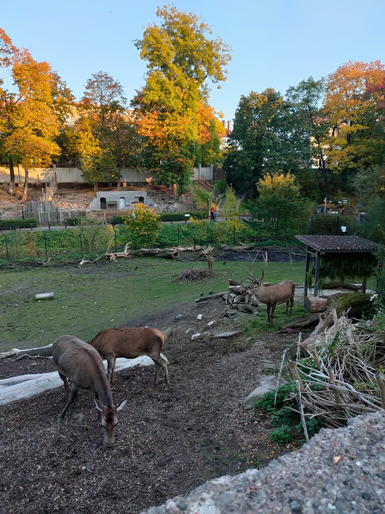 Zorro Park, zoo, Russia, Kaliningrad, Gorkogo Street, 98 - Yandex Maps