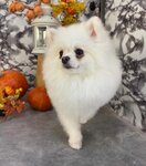 TapTapChik (Bugry, Shekspira Street, 3), pet salon