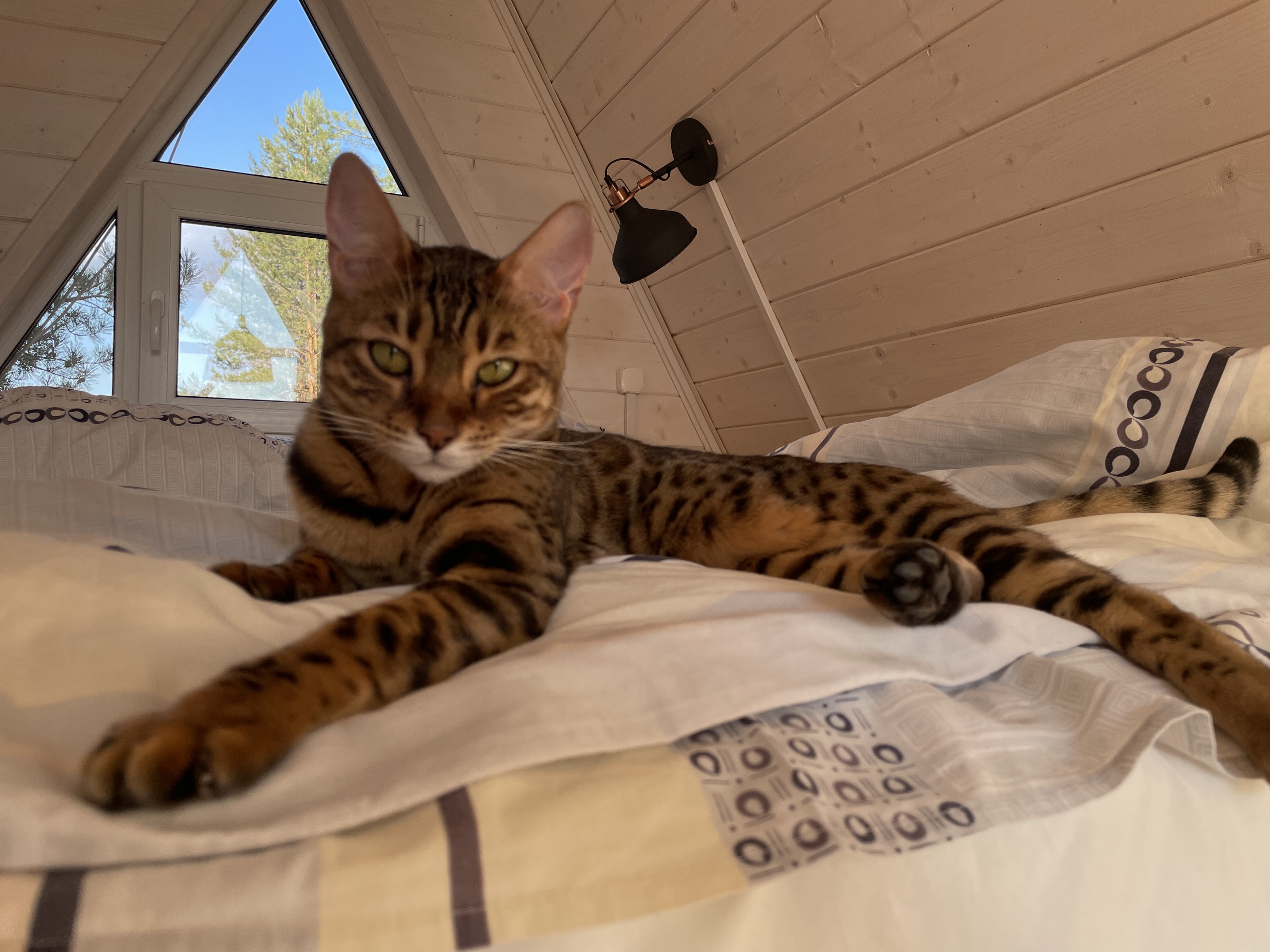 Фото Чик-чирик