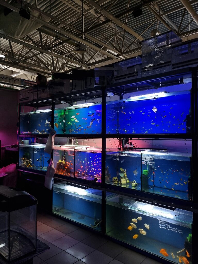 Aquariums И. П. Никитин Ю. А. Магазин аквариумов, Pushkino, photo