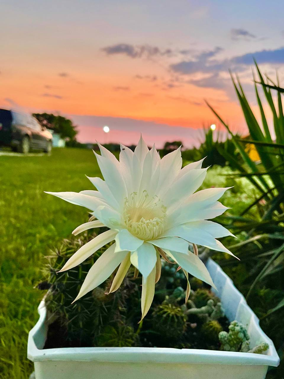 Фото Кактус