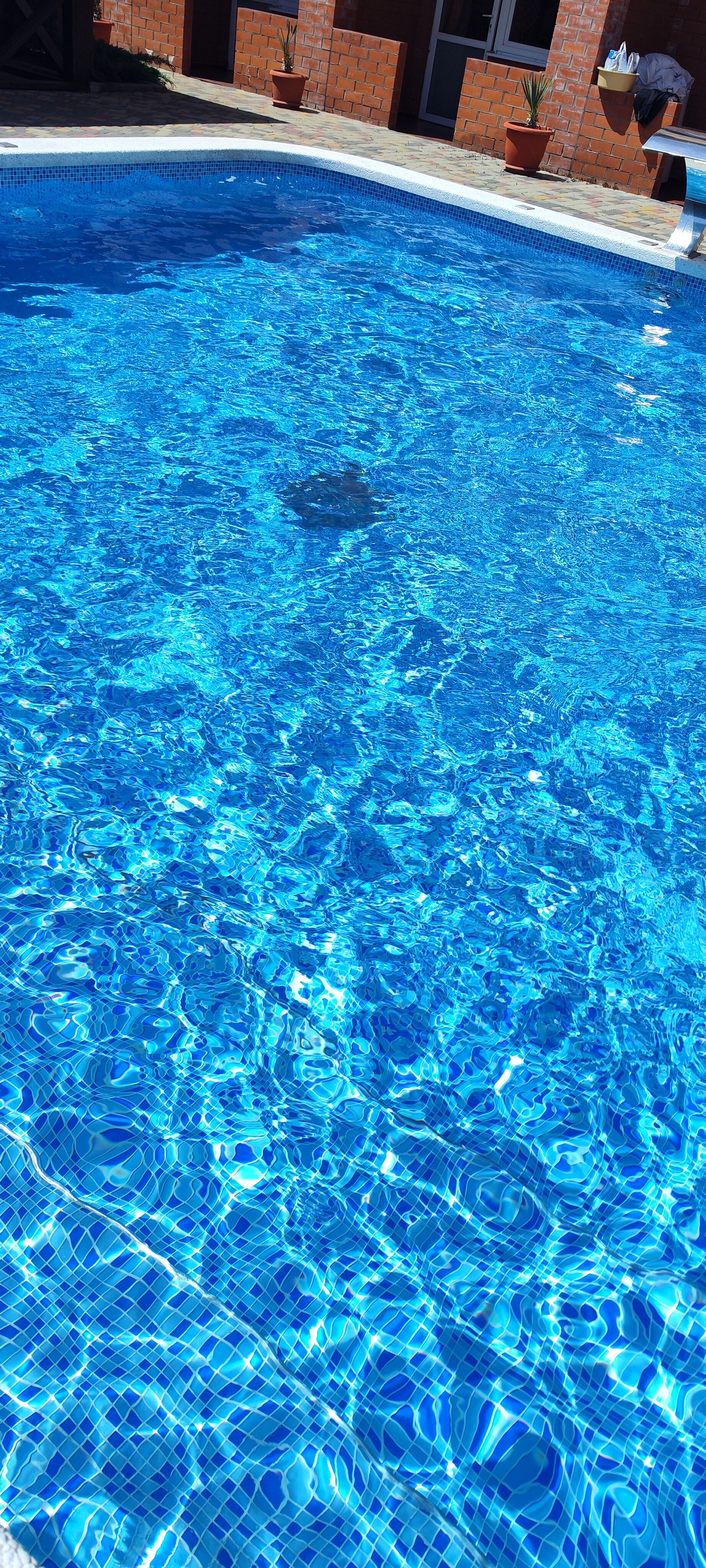 Фото Багира