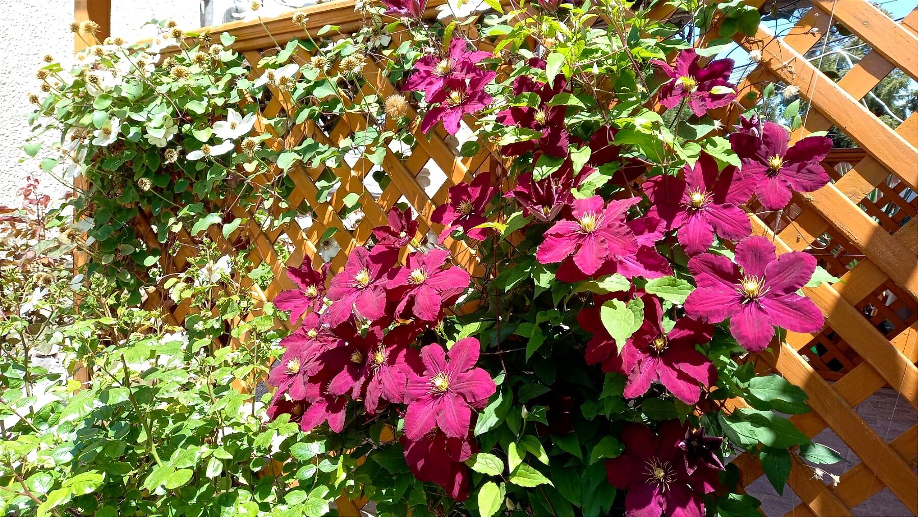 Фото Белый парус