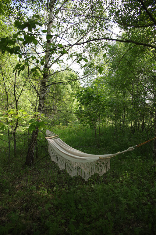 Фото Лес и небо