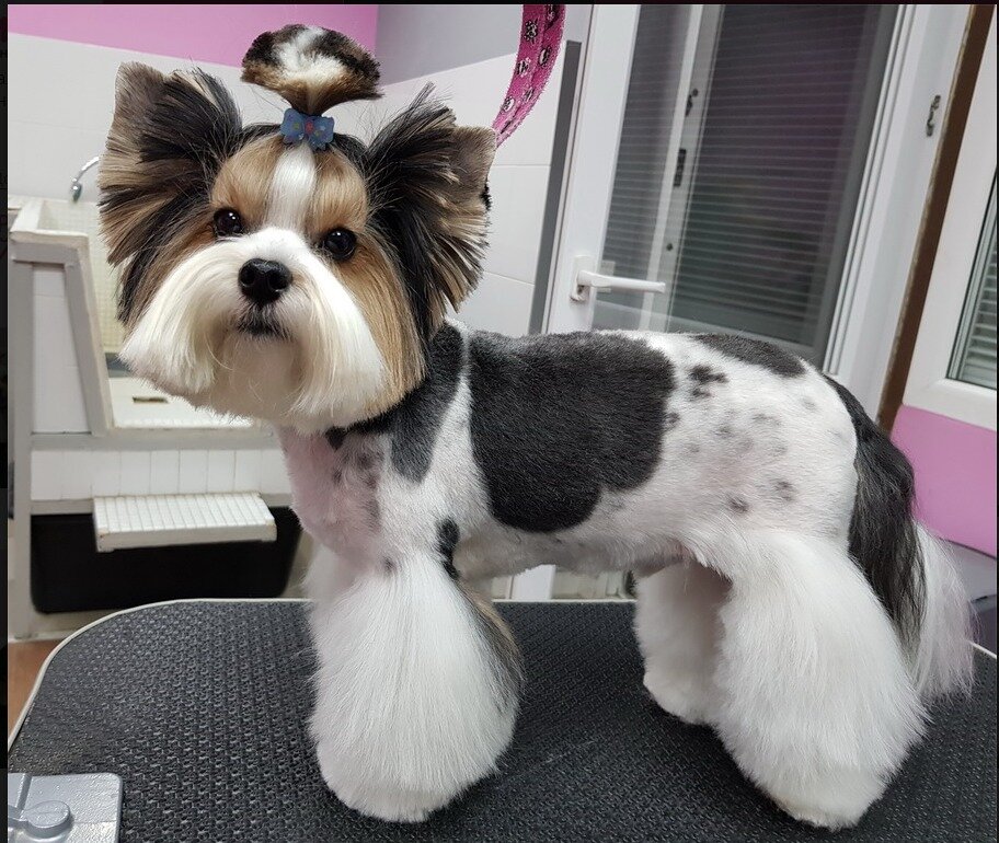 Pet salon Artemon, Vidnoe, photo