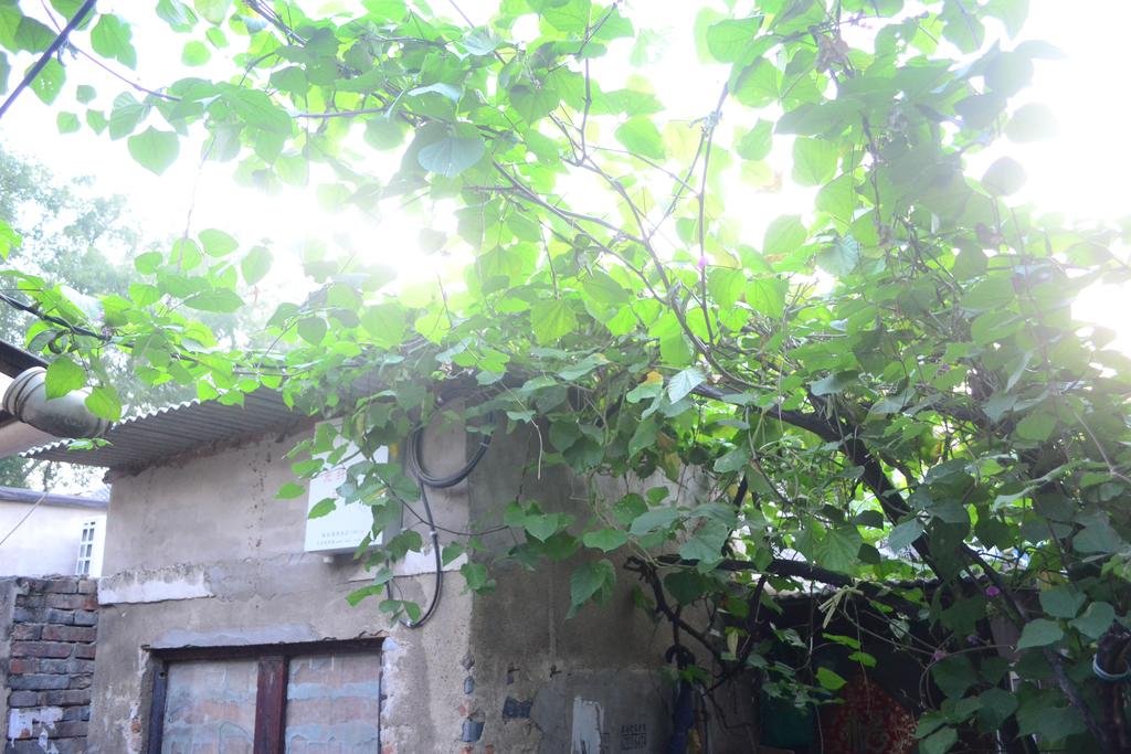 Фото Plum Blossom