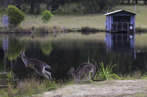 Гостиница Worrowing at Jervis Bay