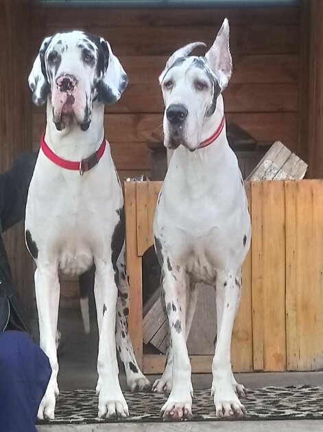 Clínica veterinaria Donskoy Veterinarny Gospital, , foto