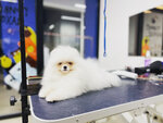 Boom Groom (Kudryavtseva Street, 15), pet salon