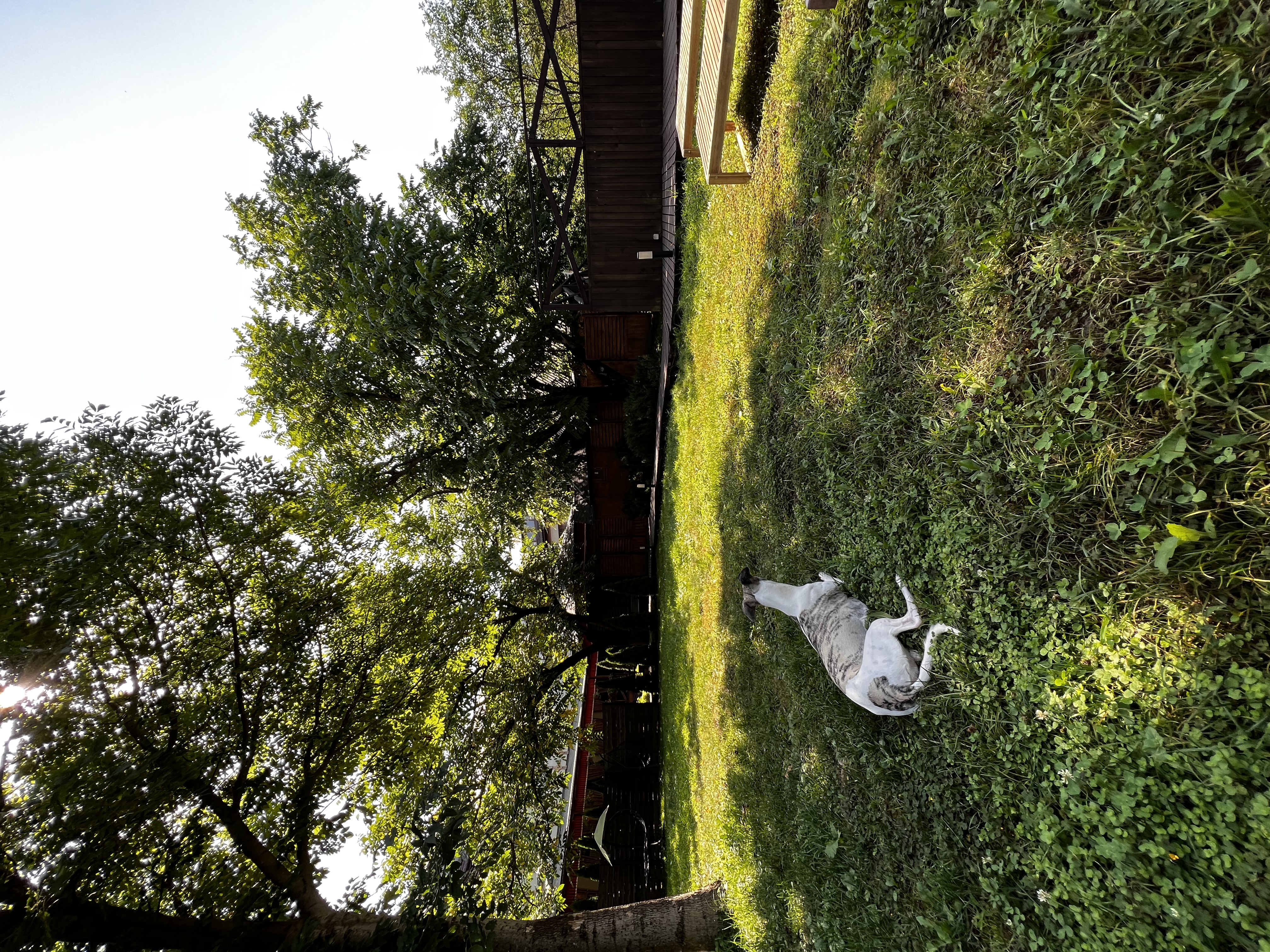 Фото Березки