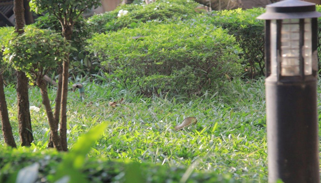 Фото Starry Angkor Hotel