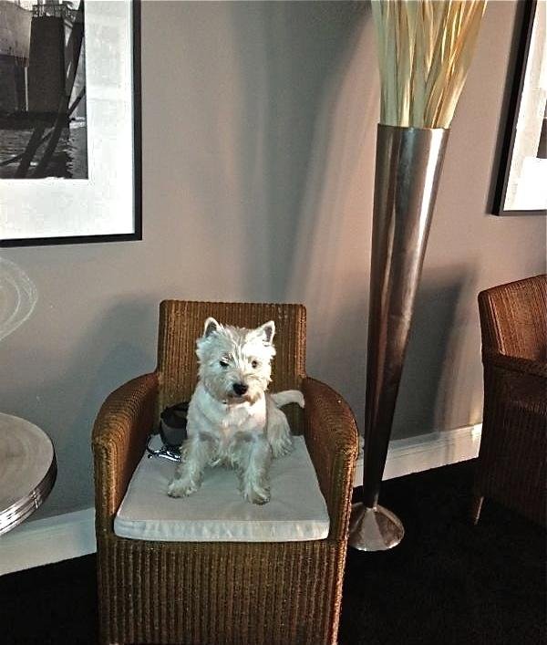 Фото Dialog Hotel Villan