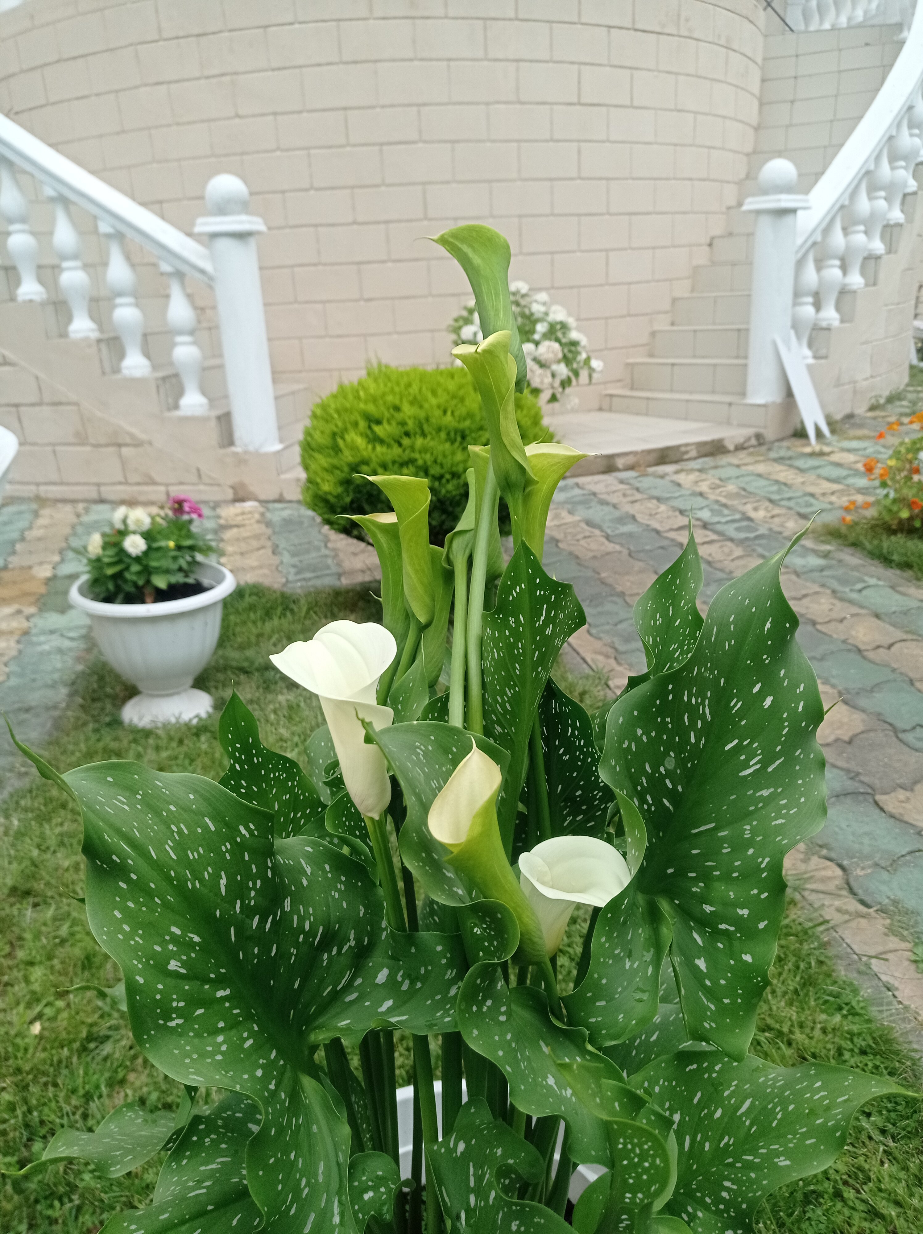 Фото Анна-вояж