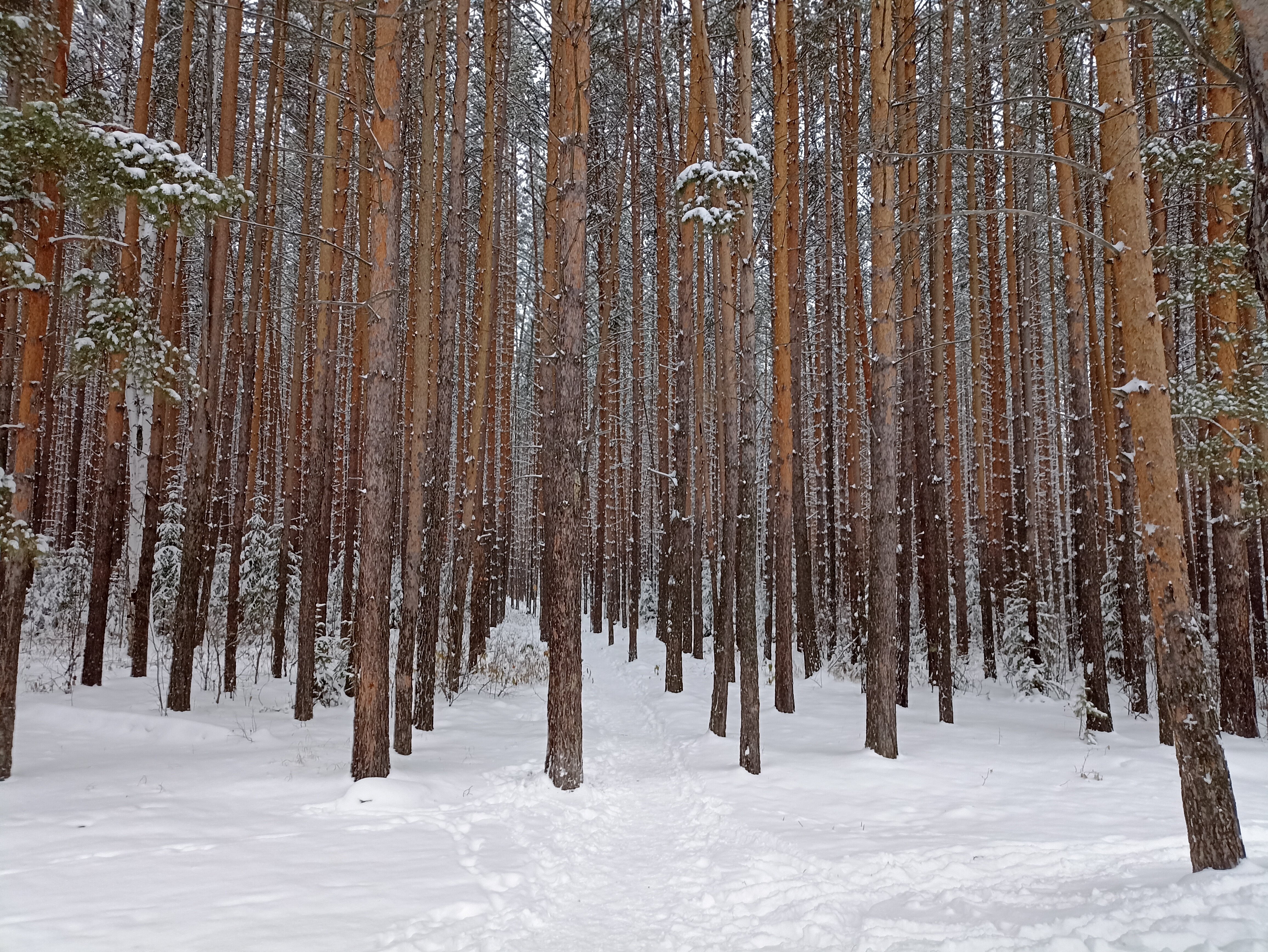 Фото Лесная сказка