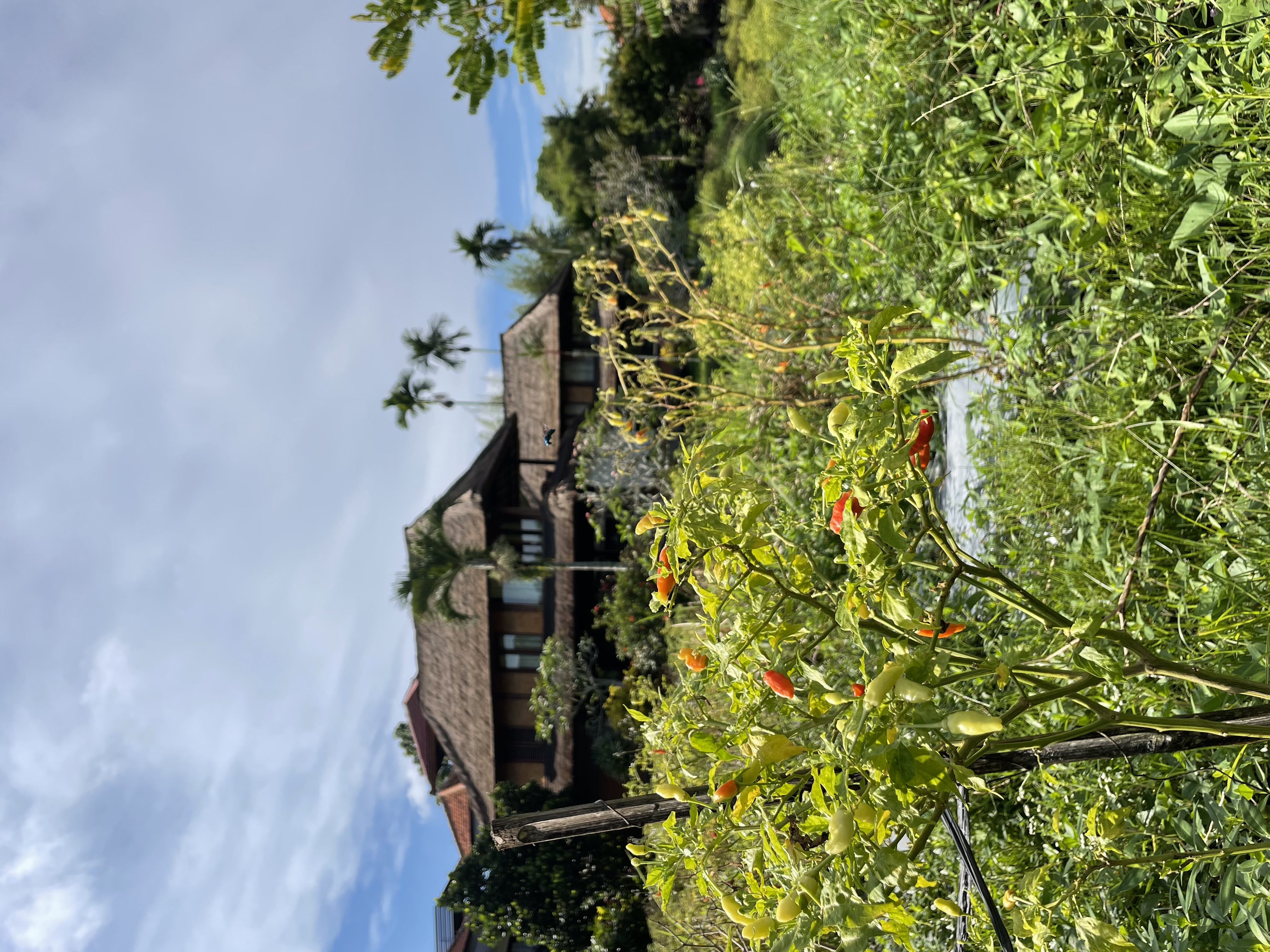 Фото Отель Amatara Agung Raka