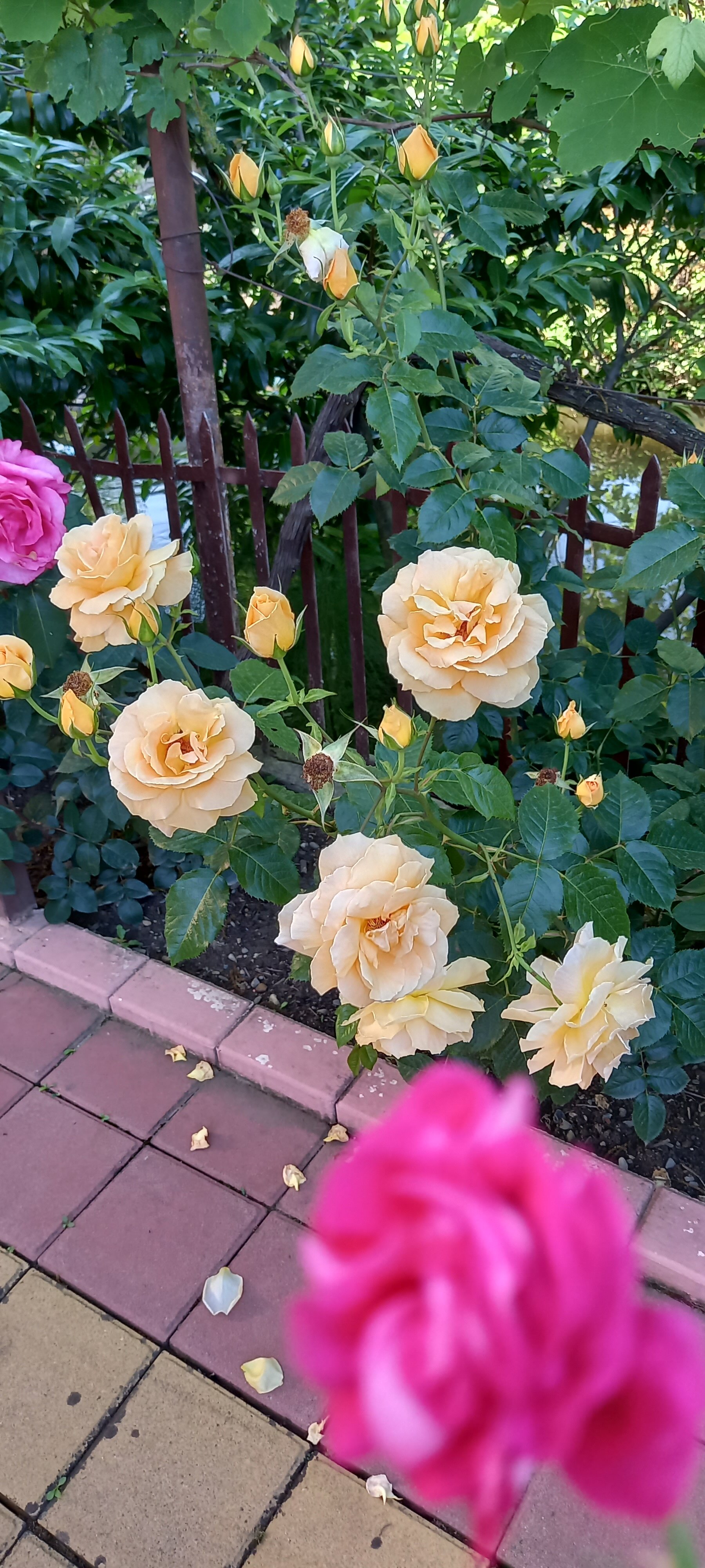 Фото Ариетта