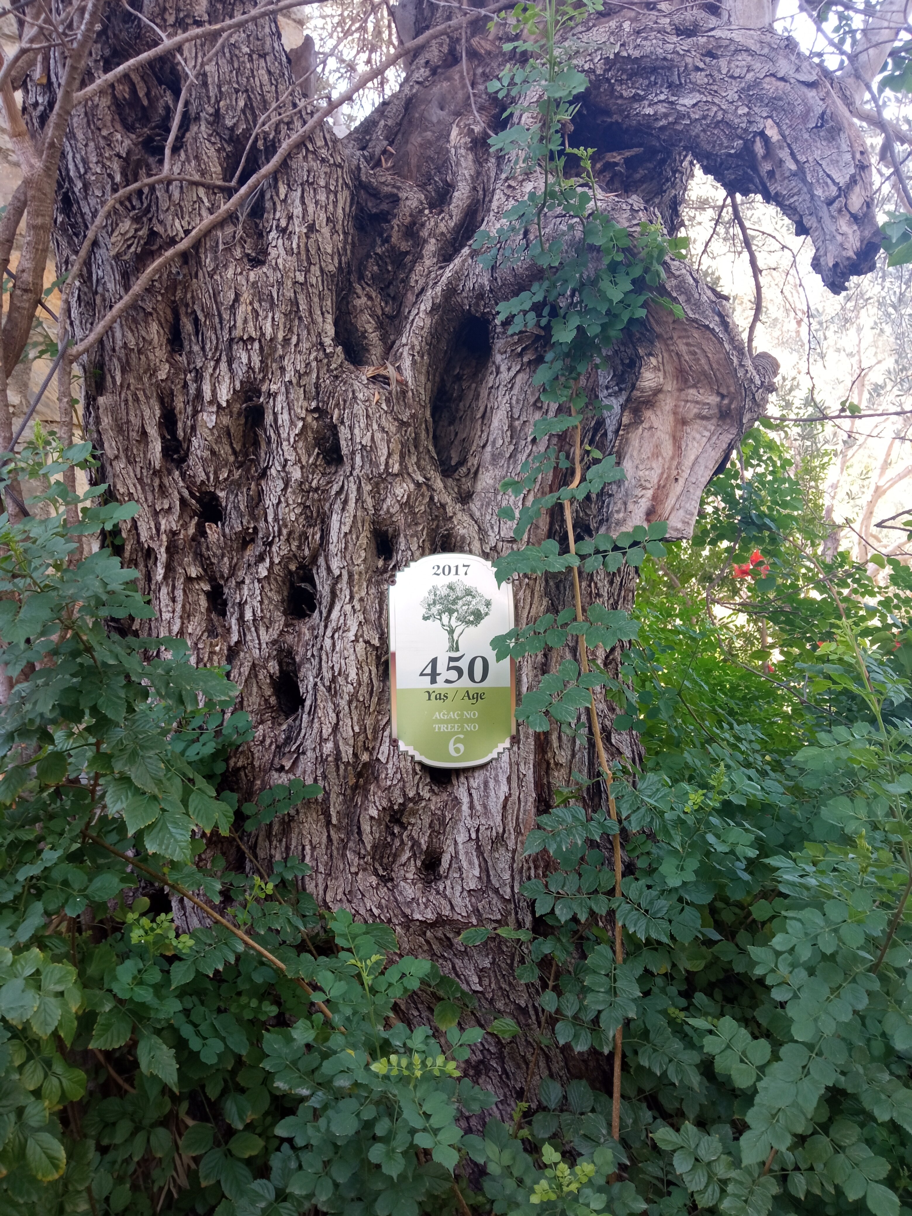 Фото Zeytinada Hotel