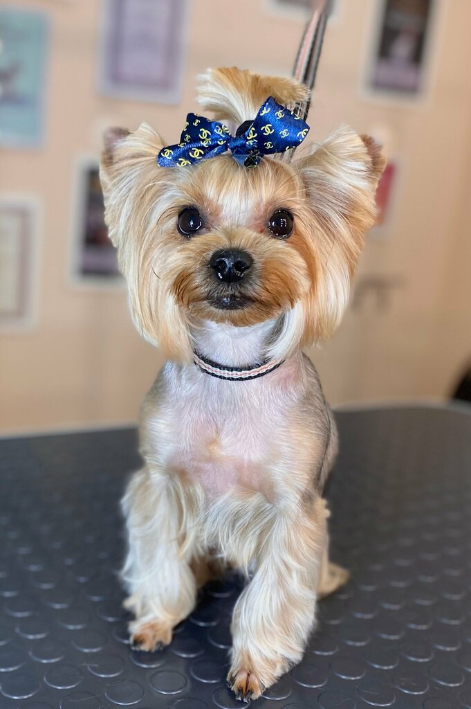 Private experts Grumer Anna Zimina, Penza, photo