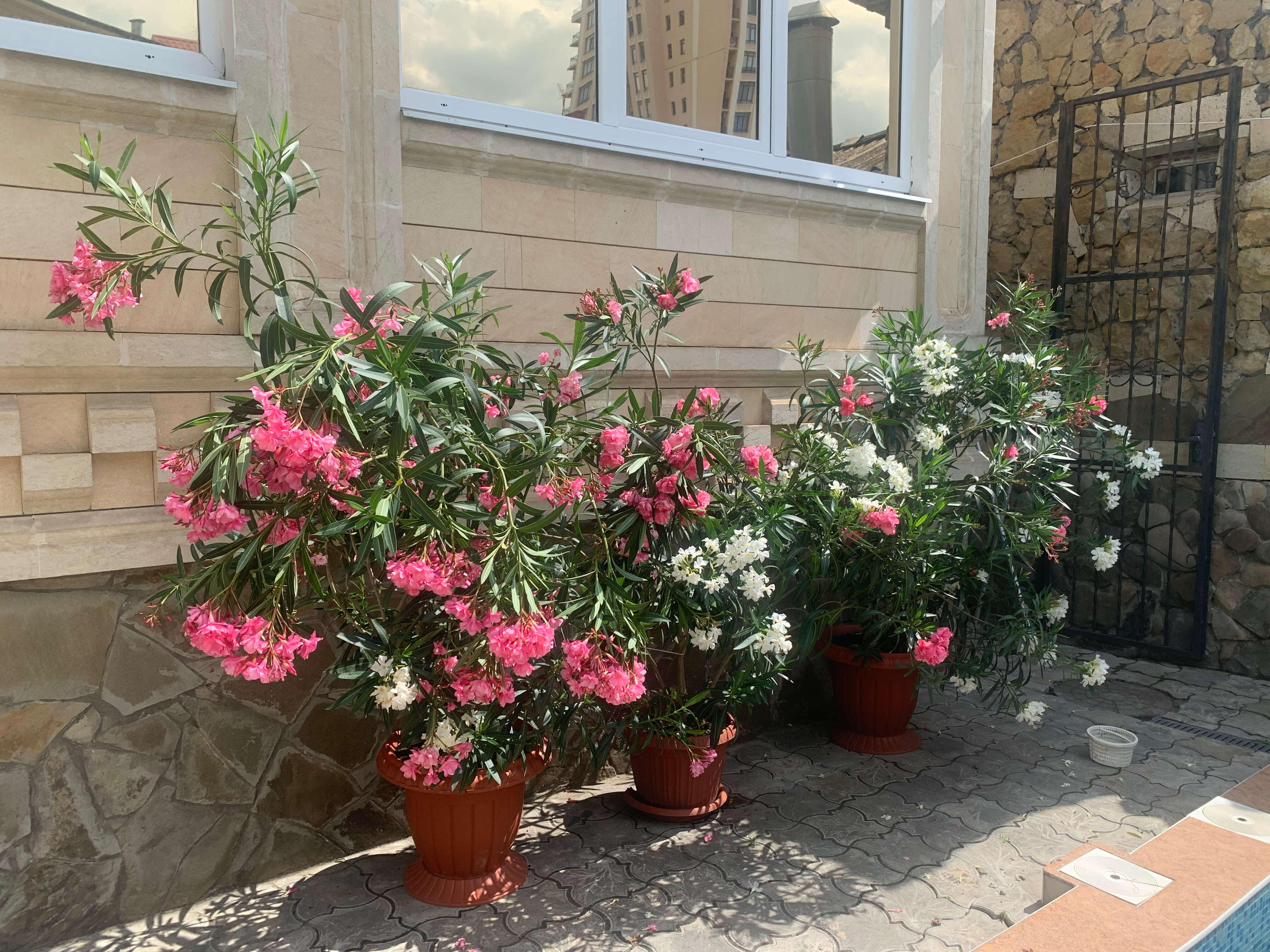 Фото Атриум