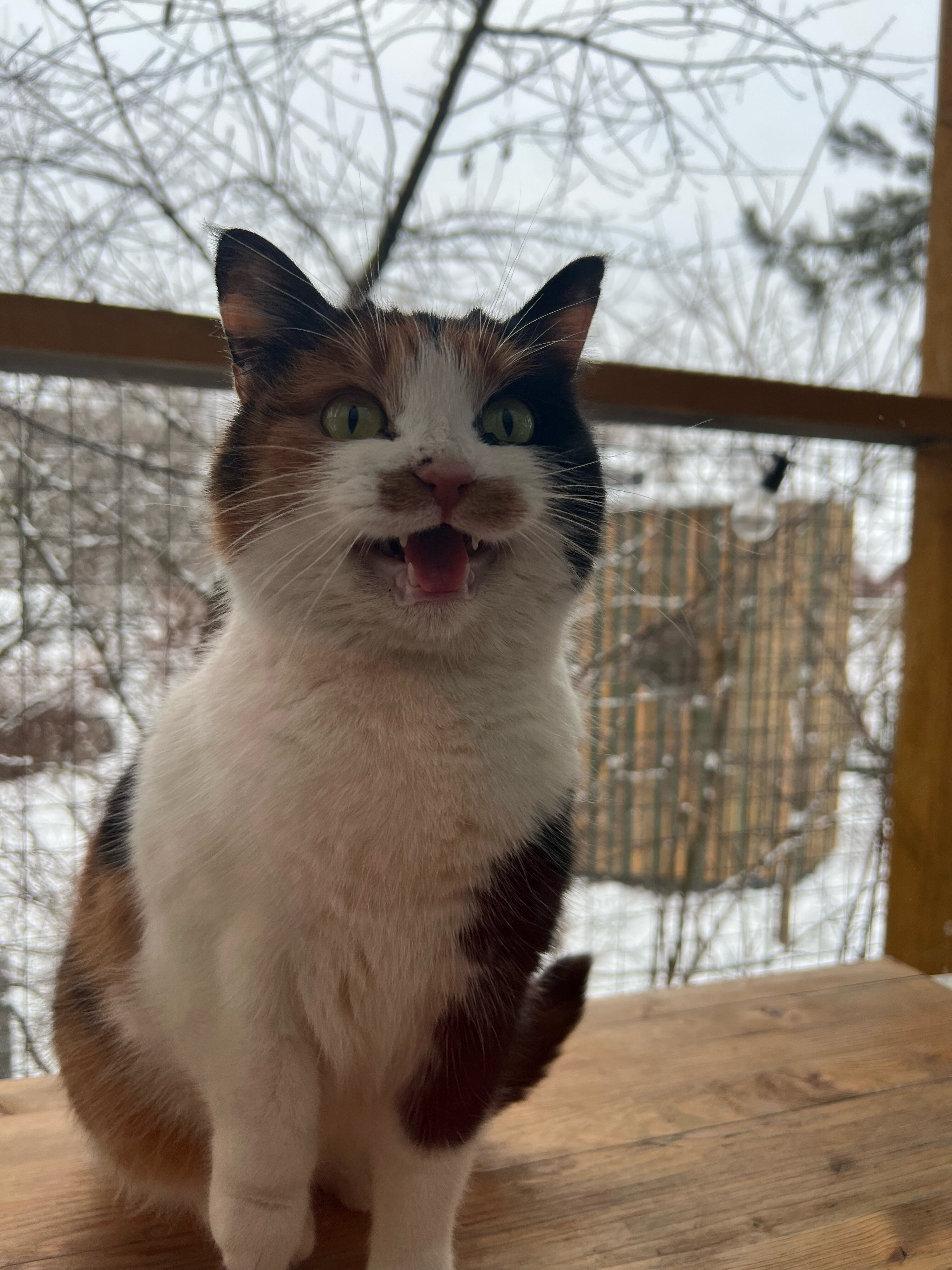 Фото Дом на дереве