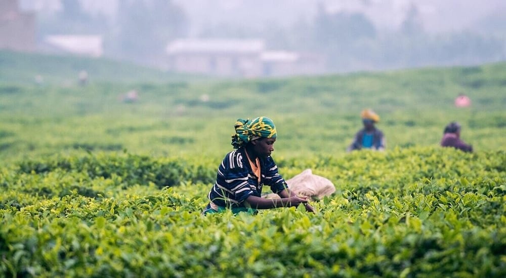 Фото The Sudbury Villa Nuwaraeliya