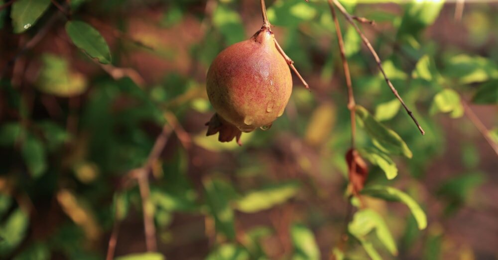 Фото Курортный Отель Heina Nature Resort & Yala Safari