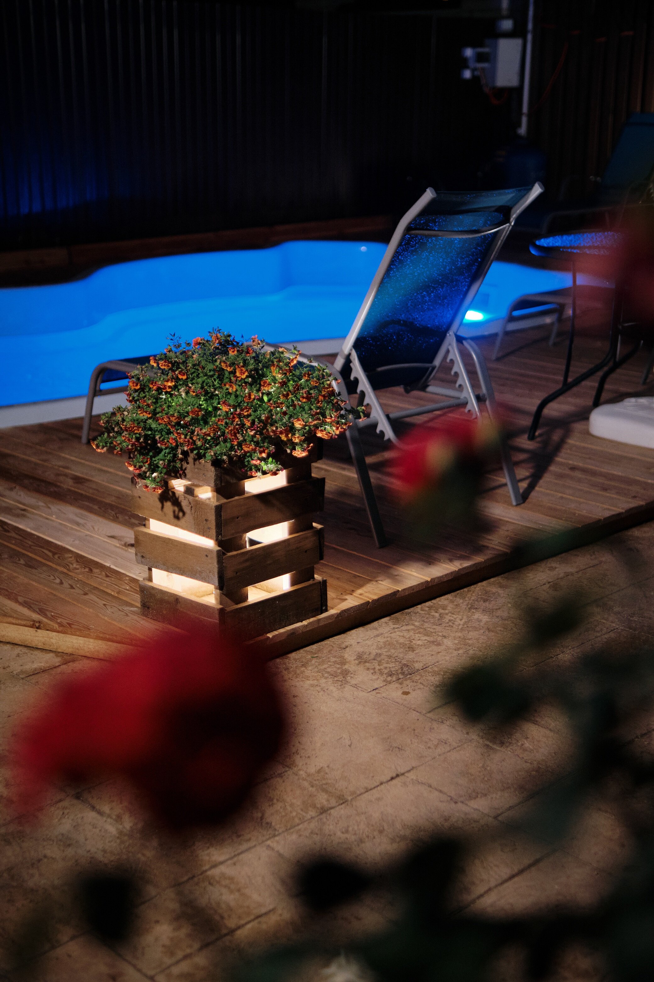 Фото Солнечная орхидея