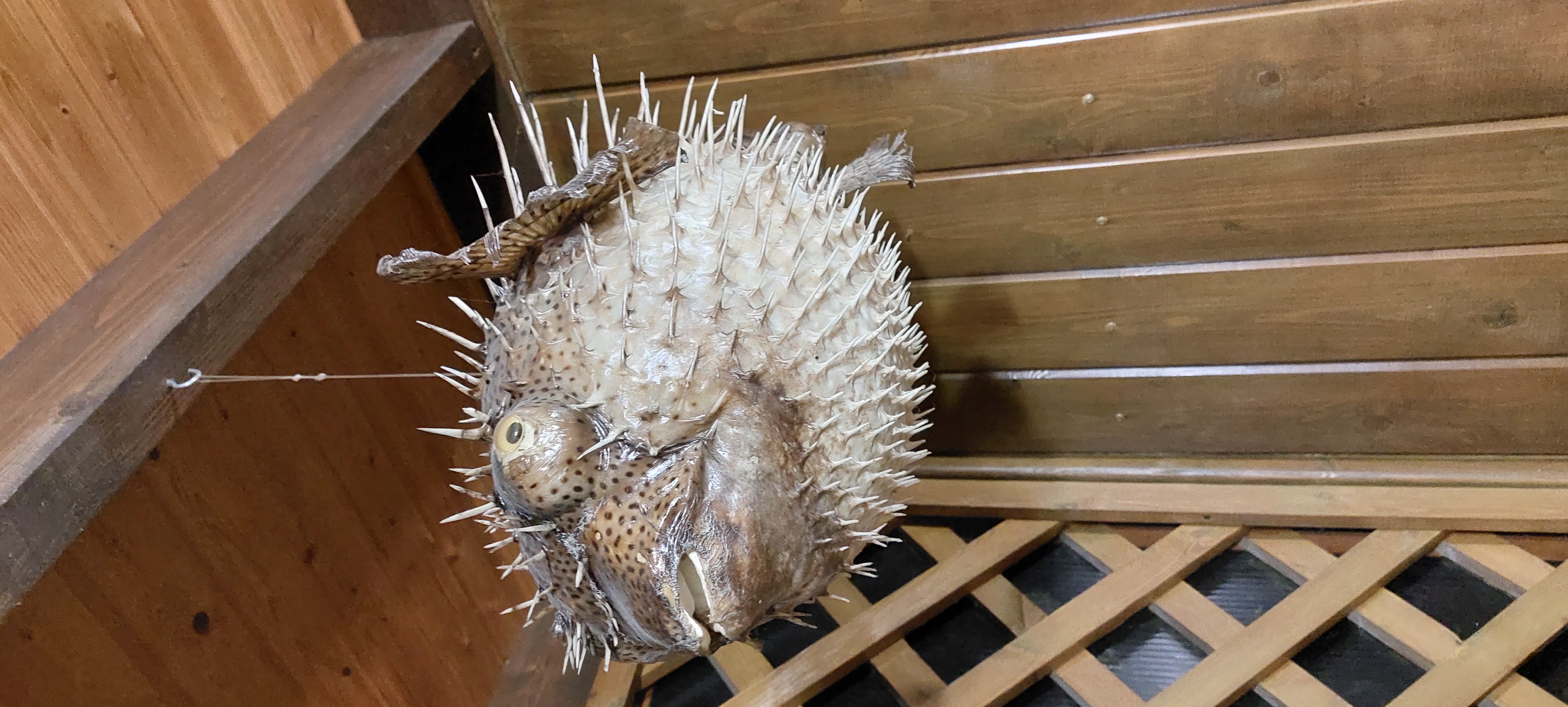 Фото Водолей