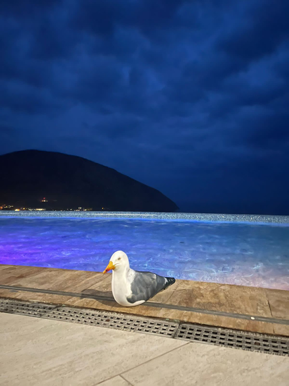 Фото Гурзуф Ривьера