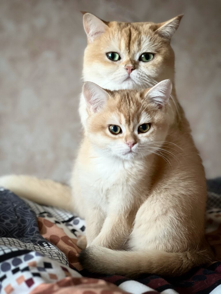 питомник животных — Питомник золотых британских кошек Lilya Bree — Москва, фото №1