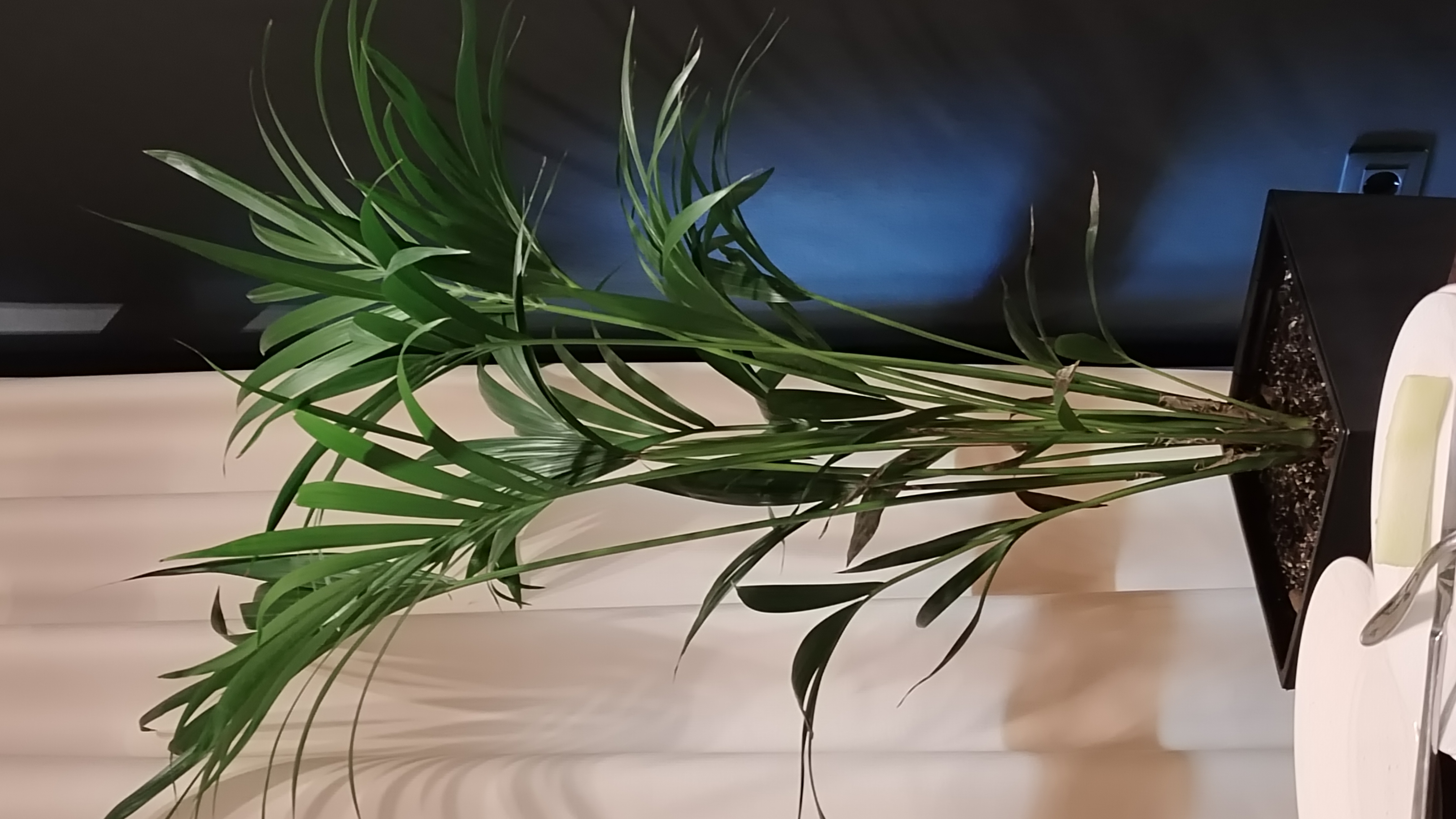 Фото Статский Советник на Загородном