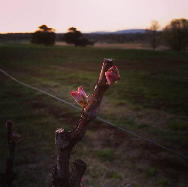 Фото Petersons Armidale Winery and Guesthouse