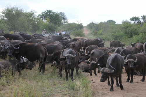 Внешний вид отеля Kapama Karula в Муниципалитете Маруленге, фото 5
