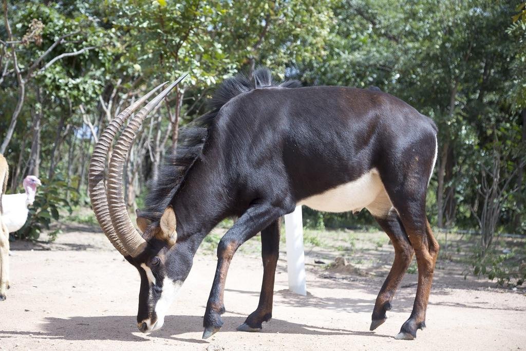 Фото Mokorro Game Ranch and Lodge