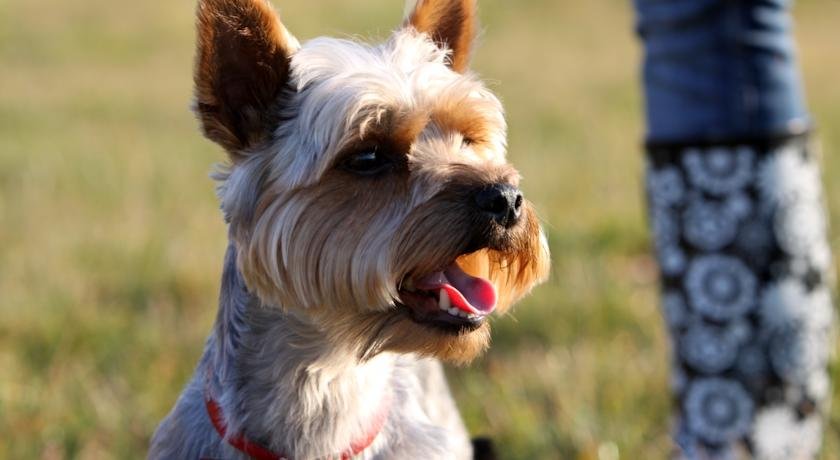 Фото Penzion pri Kastieli Betliar