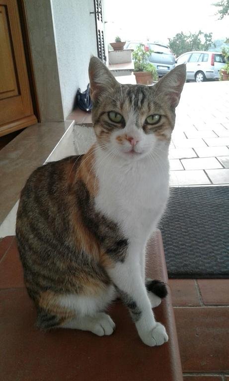 Фото B&b La Piaggia