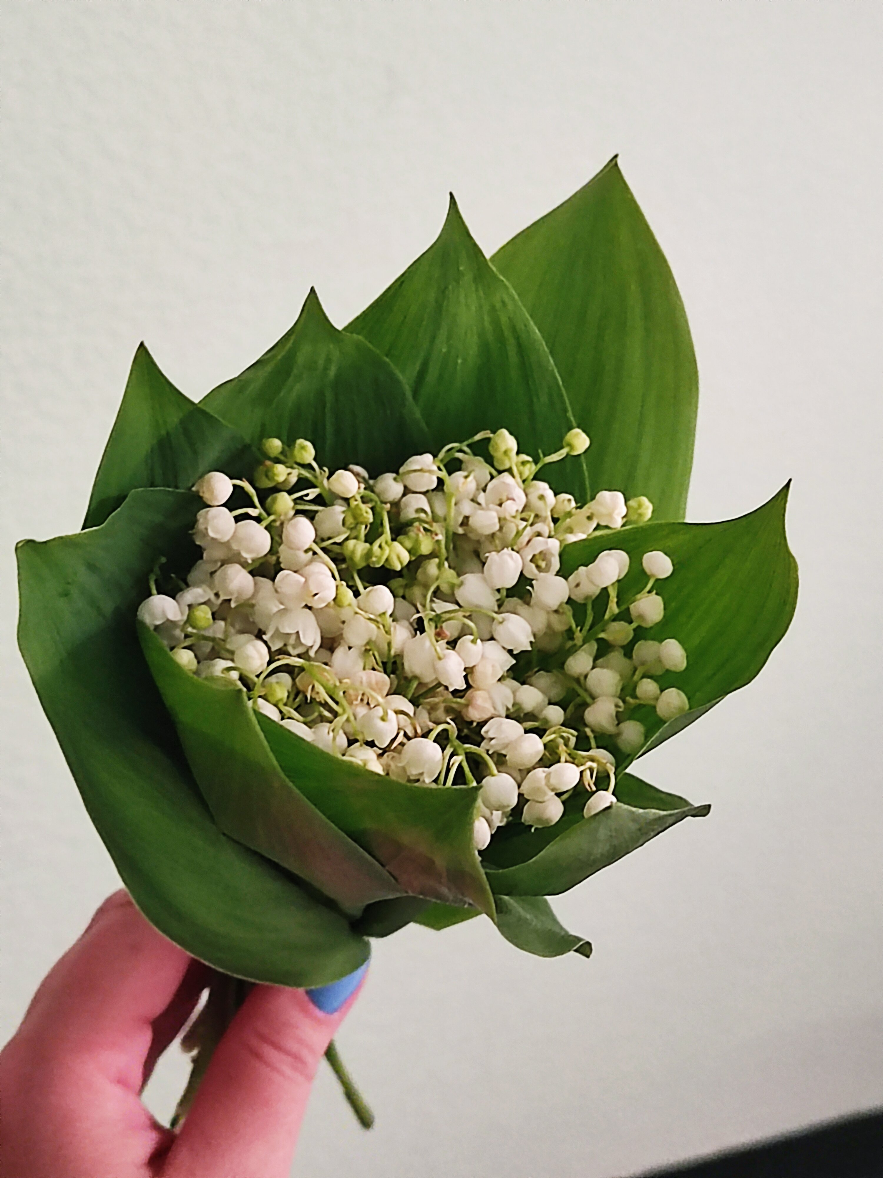 Фото Бристоль-Жигули