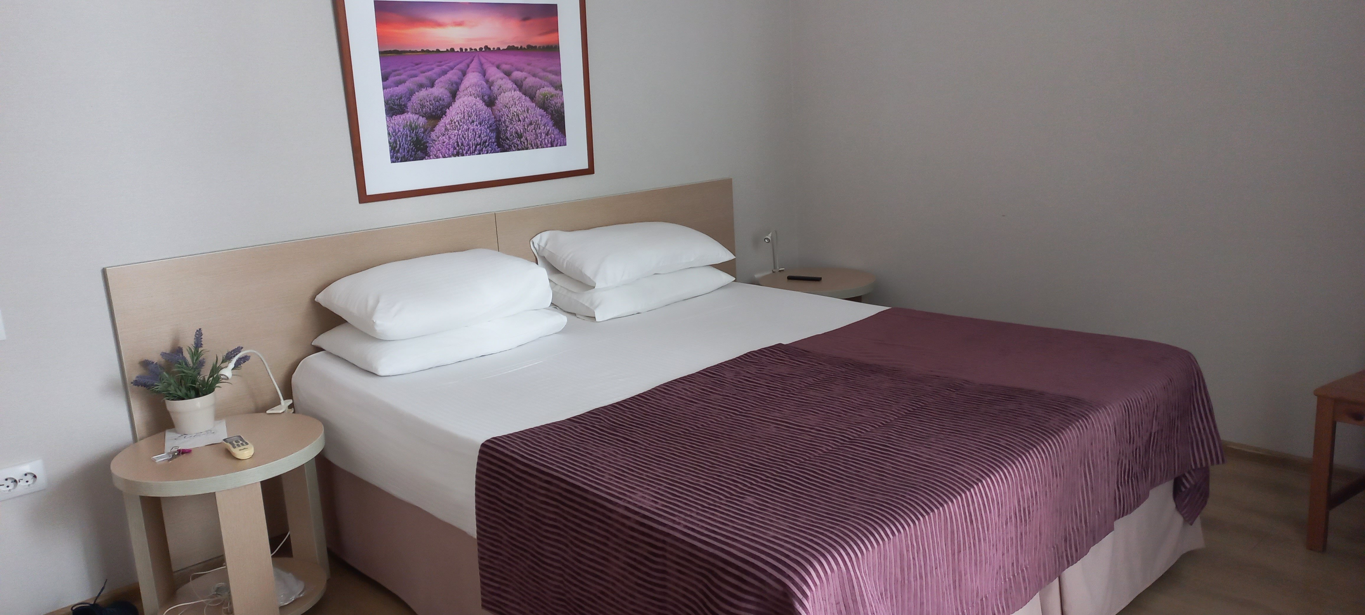 Фото Лаванда